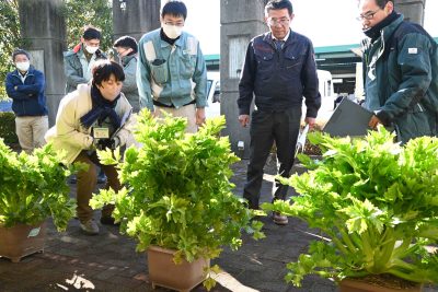 鉢植えセルリーコンクール